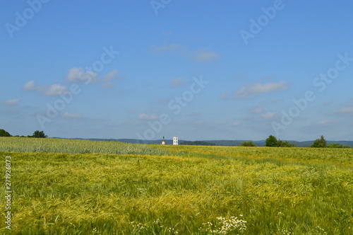 Anfang Sommer. Mohnblumen auf den Kornfeldern