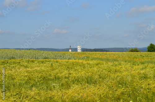 Anfang Sommer. Mohnblumen auf den Kornfeldern