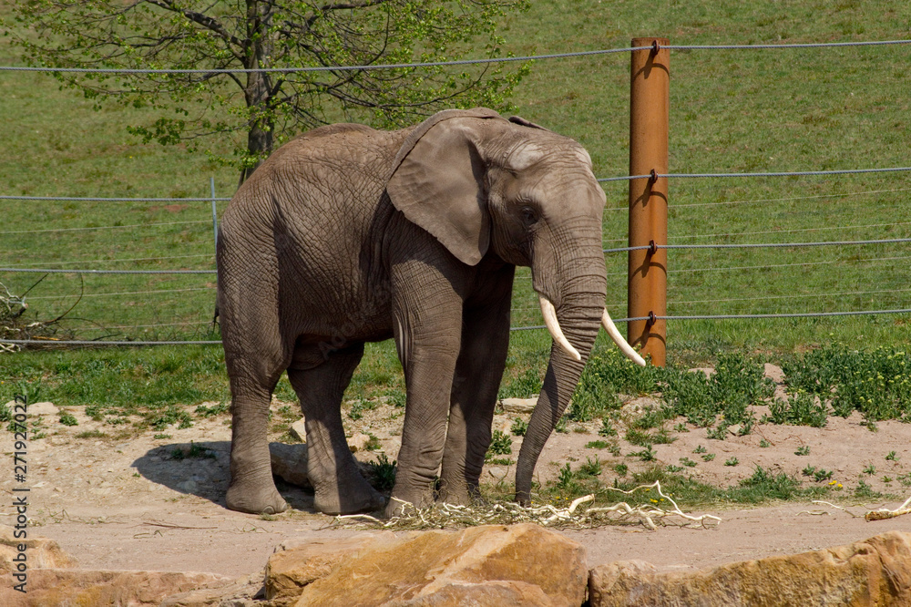Fototapeta premium Elefant