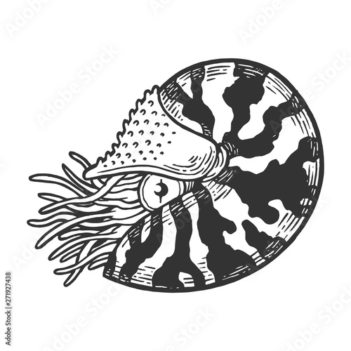 Nautilus sea Caridea animal sketch engraving vector illustration. Scratch board style imitation. Black and white hand drawn image.