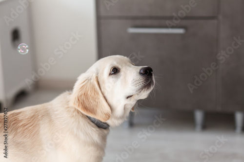 Golden Retriever puppy in modern interior