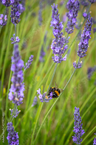 A Bee on Lavender