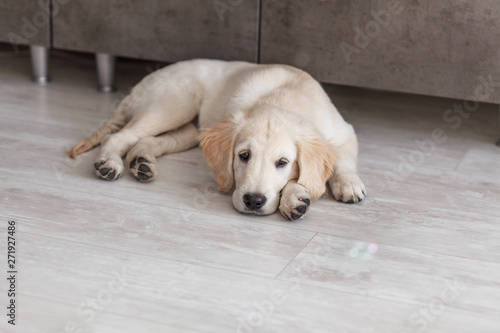 Golden Retriever puppy is bored on a wooden floor in the kitchen