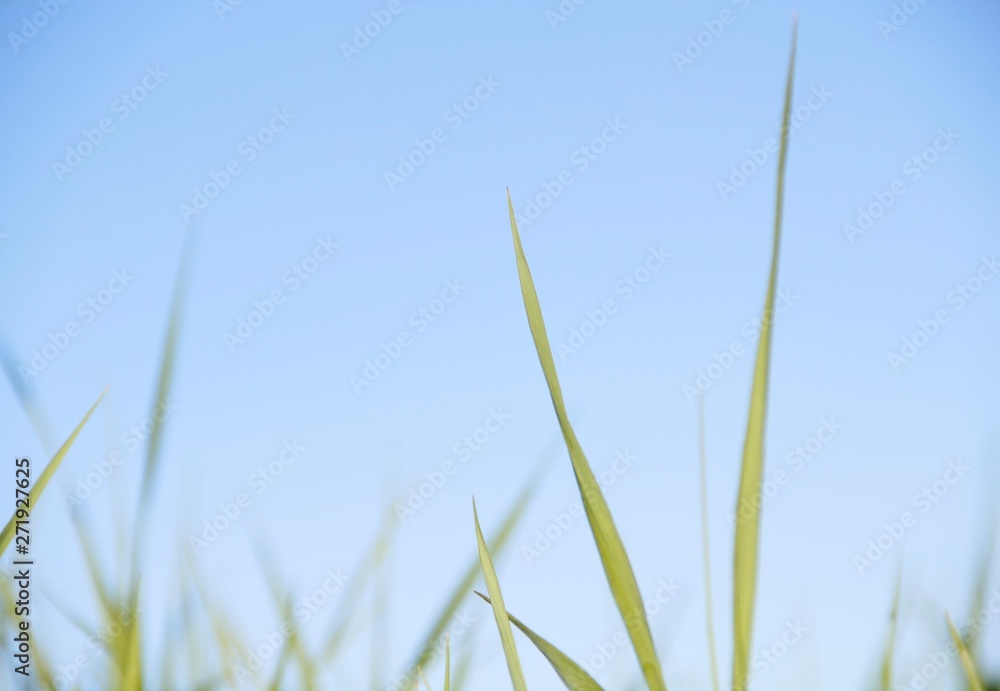 Fototapeta premium green grass and sky
