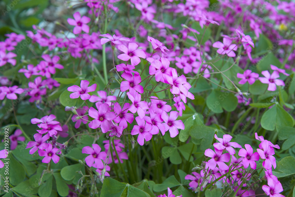 beautiful blooming Pink flowers - Oxalis articulata plants.flower background.