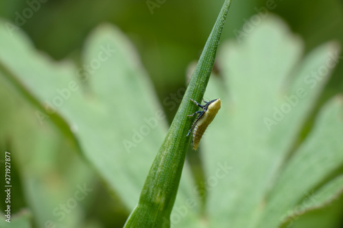 A tiny leaping insect aphrophoridae on a stalk of grass. Macro photography of insects, selective focus, copy space. © Павел Абрамов