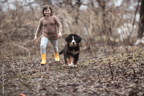 Bernese Mountain Dog puppy runs and jumps with kid