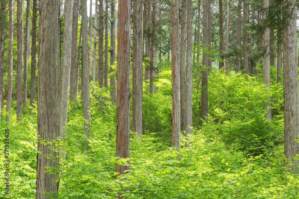 Fototapeta premium 日本の木造建築の最高品質と言われる木曽檜の林、長野県の木曽、日本