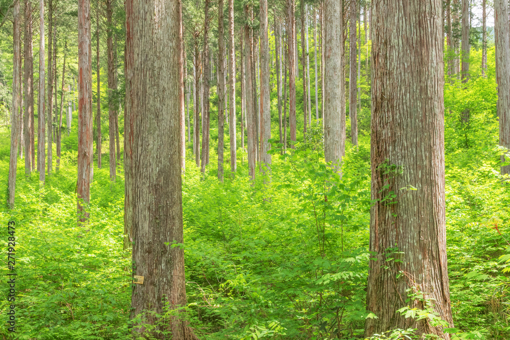 Naklejka premium 日本の木造建築の最高品質と言われる木曽檜の林、長野県の木曽、日本
