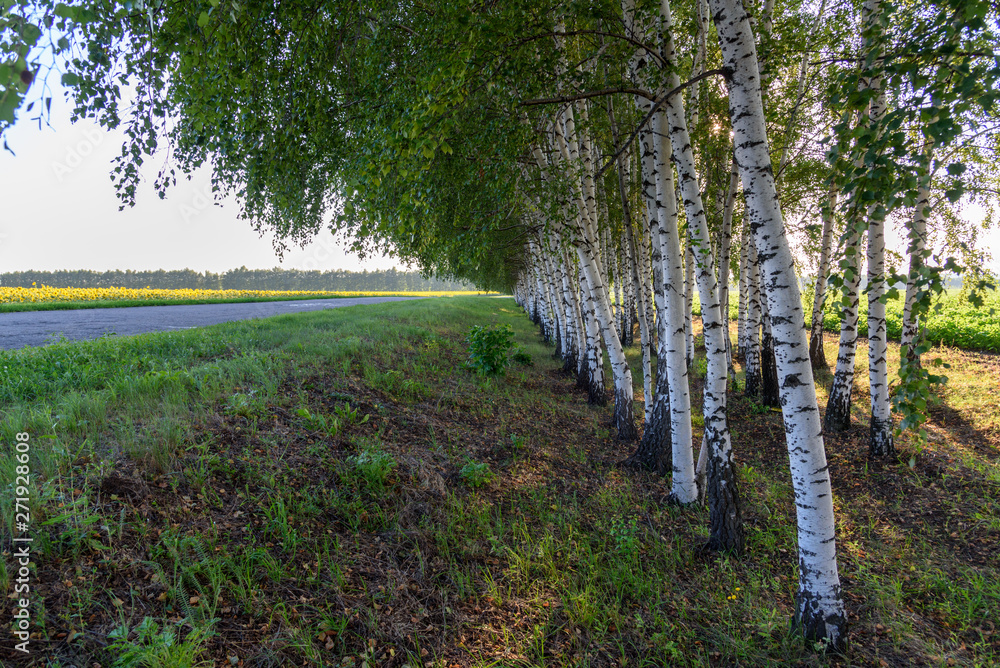Obraz premium Birch trees in the forest