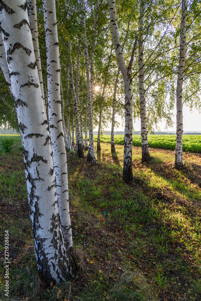 Birch wood on a summer day, Russia Birch wood on a summer day, Russia