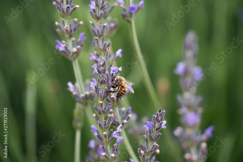 Lavender and bumblebee  the bee pollinates the lavender flowers.