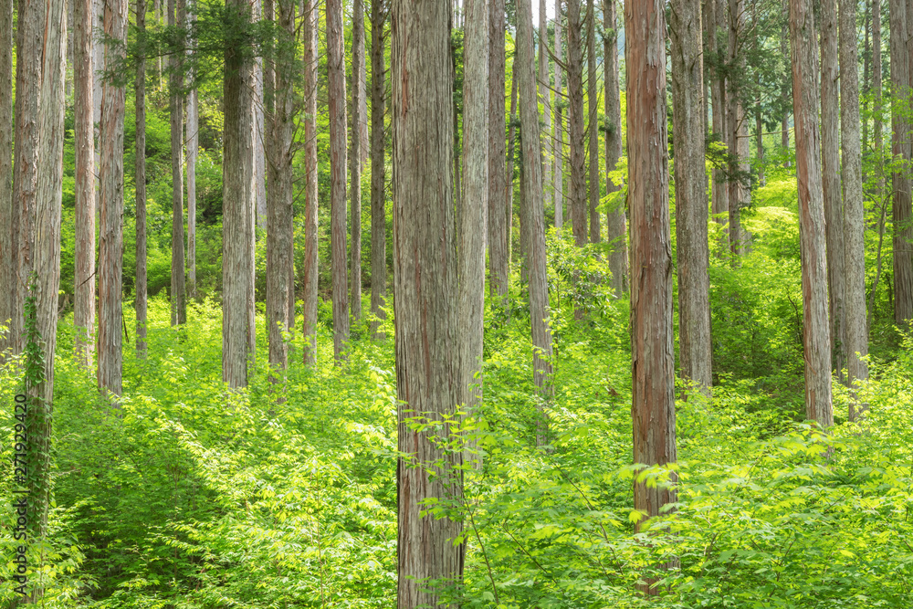 Naklejka premium アジア,日本, 長野県,大桑村,木曽,長野, 植物,樹木,木,新緑,檜,林,森,緑,森林,新緑,草,葉,木の葉,幹, 木材,材木,原木, 屋外,自然,風景,自然風景,日本の風景,景色, 晴れ,昼, 5月,初夏,夏, 林業,