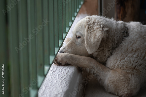 Kuvasz Dog sitting on the balcony looking outside