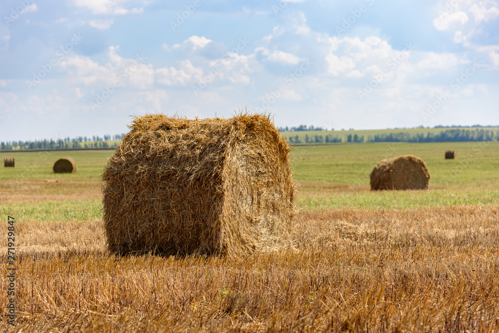 Rolls of hay on a huge field