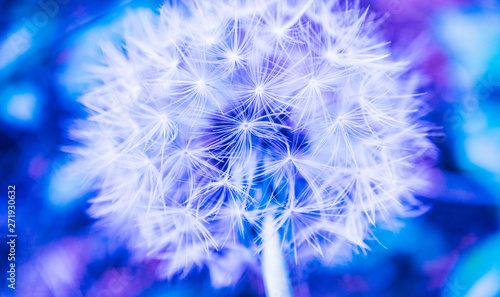 Dandelion closeup, abstract blue floral background. Careless mood and fragility concept.