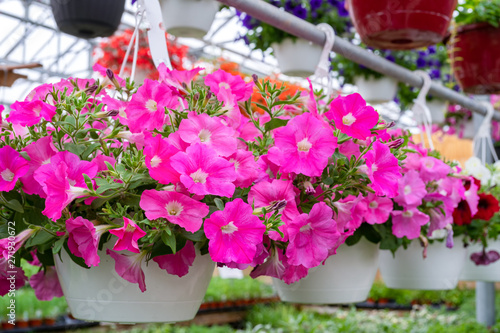 Fototapeta Naklejka Na Ścianę i Meble -  Hanging baskets full of bright pink petunias.
