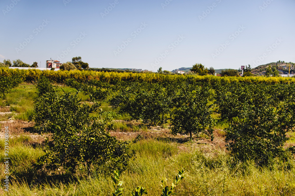 Garden Orange , a field with green tangerines. Orange tree. Mandarins on the tree. summer. The rows of trees. Place for text. Turkey Agriculture.