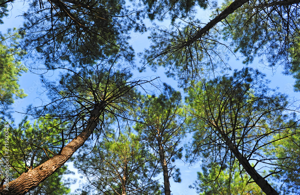 Obraz premium Pine forest seen from below of Fuencaliente in the Natural Park of the Valley of Alcudia and Sierra Madrona, province of Ciudad Real Castilla la Mancha Spain