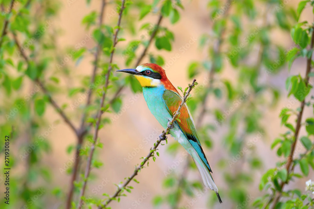 European bee eater sits on a green branch on nice blurred beige background European bee eater sits on a green branch on nice blurred beige background