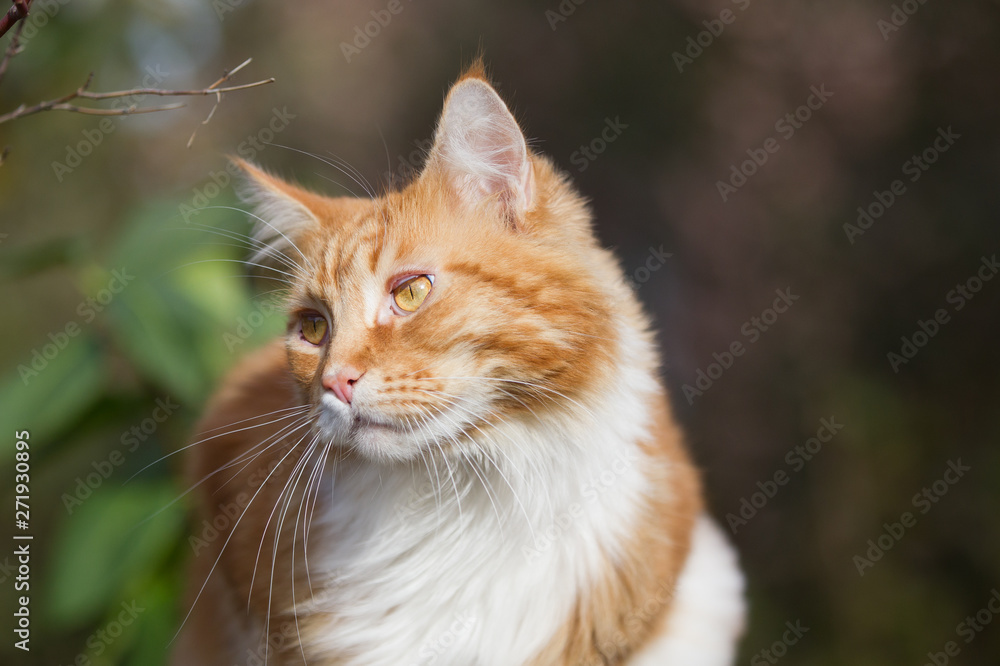 roter Maine-Coon-Katzer im Garten