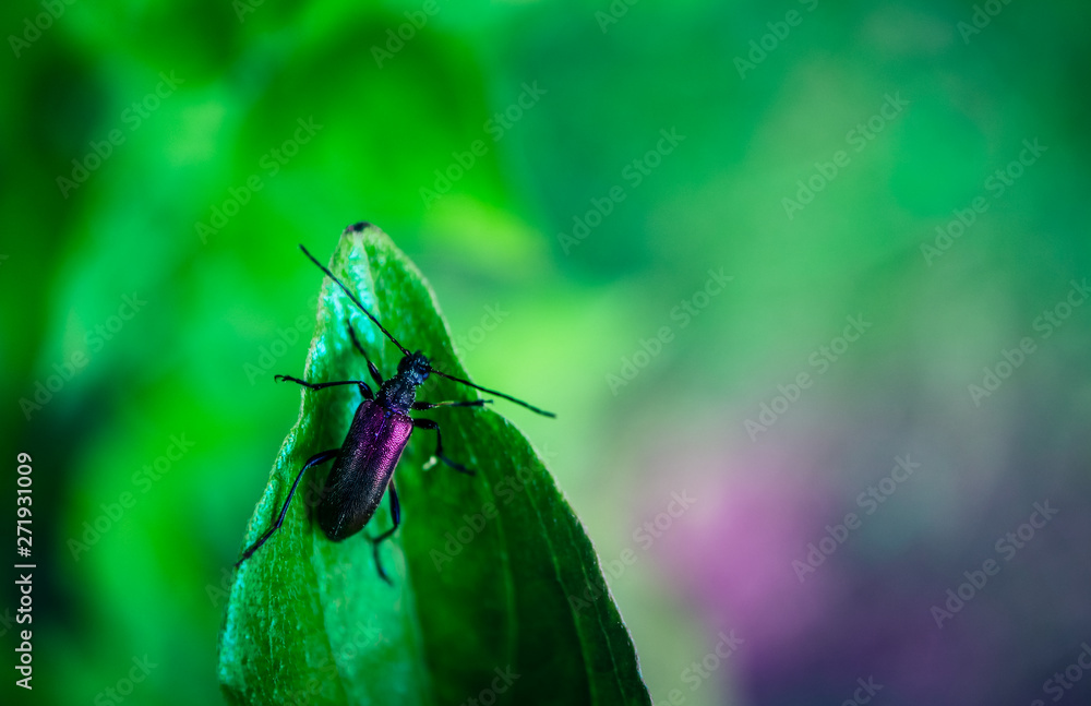 One small abstract nice beetle with violet shiny shell on the edge of leaf in the garden. Green insect life concept, floral background. One small abstract nice beetle with violet shiny shell on the edge of leaf in the garden. Green insect life concept, floral background.