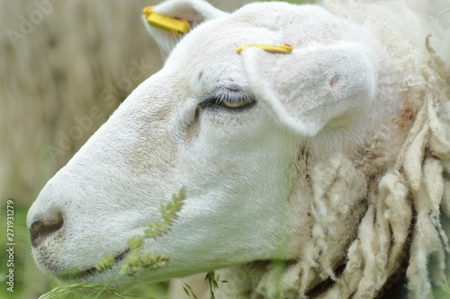 Sheep grazing in the meadow