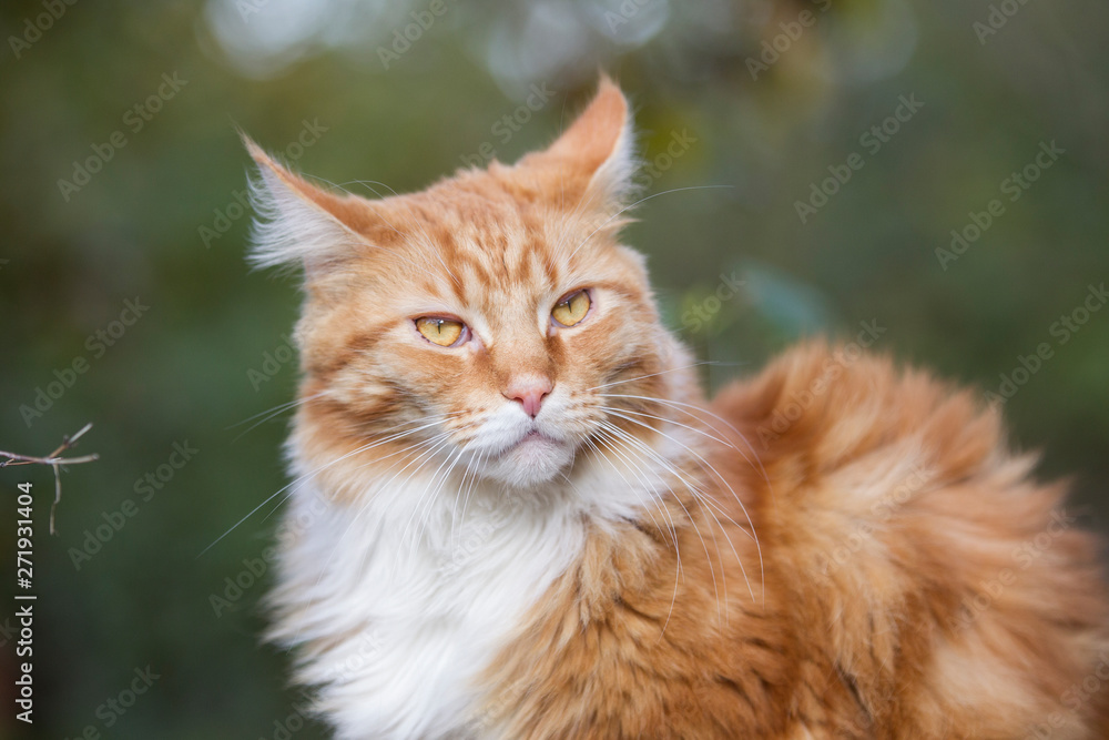 Fototapeta premium roter Maine-Coon-Katzer im Garten