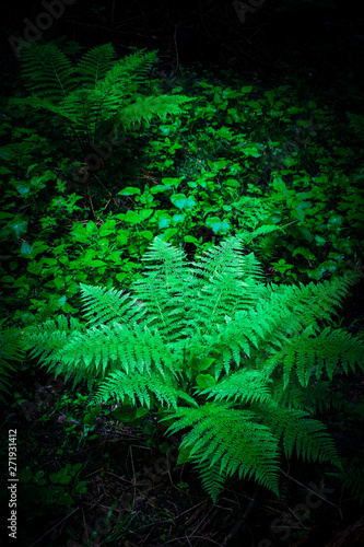 Green fern frond bushes in a forest bog. Mystical woods  green dark boondocks backdrop.