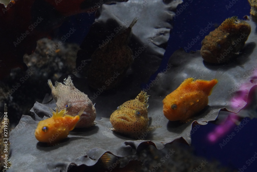 Obraz premium Balloon lumpfish