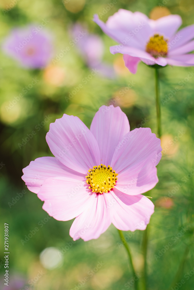 beautiful pink lilac cosme flower, close up, macro beautiful pink lilac cosme flower, close up, macro