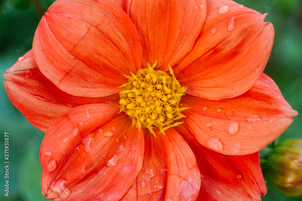 beautiful single flower live coral dahlia, close up beautiful single flower live coral dahlia, close up