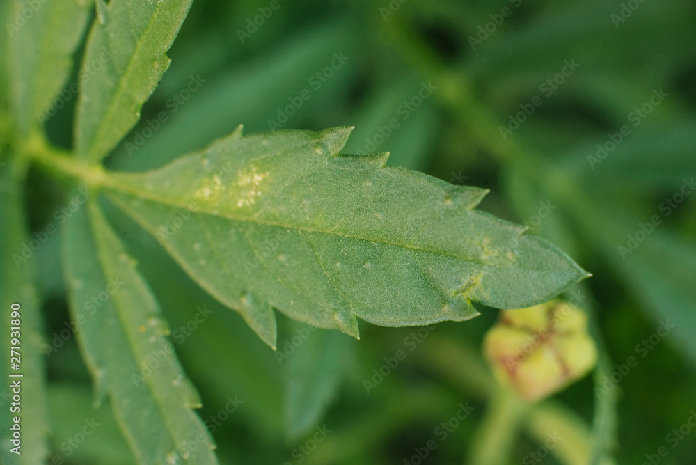 green and yellow leaf, floral background green and yellow leaf, floral background