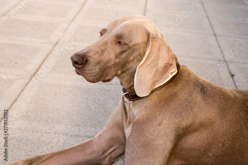 dogs doggy breed weimaraner pets