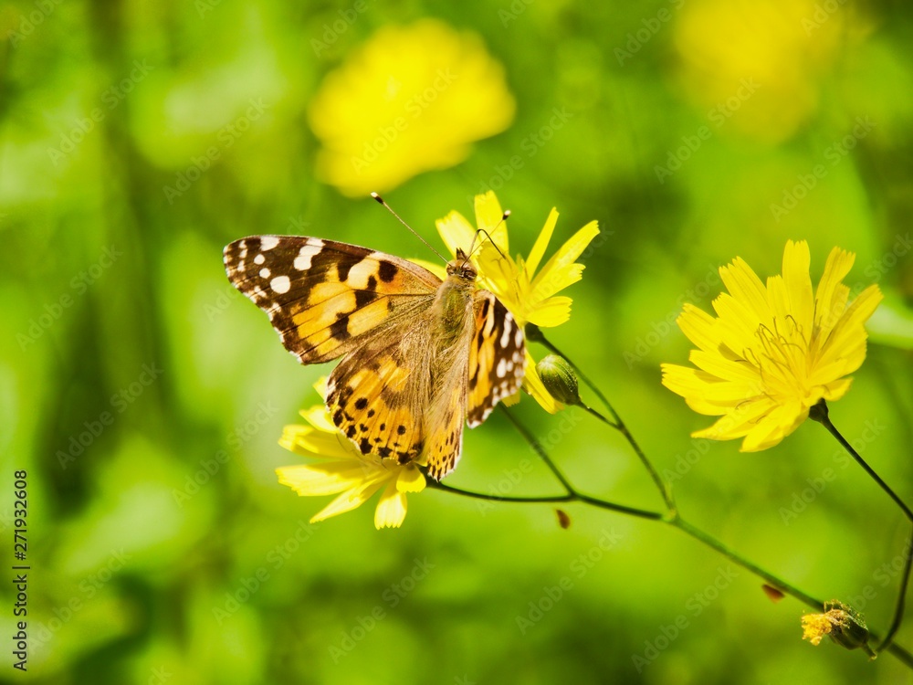 Butterfly lowers field. Crimea, May Butterfly lowers field. Crimea, May