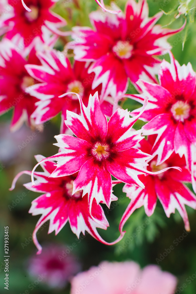 Obraz premium pink-scarlet with white flower phlox drummond, close up, macro