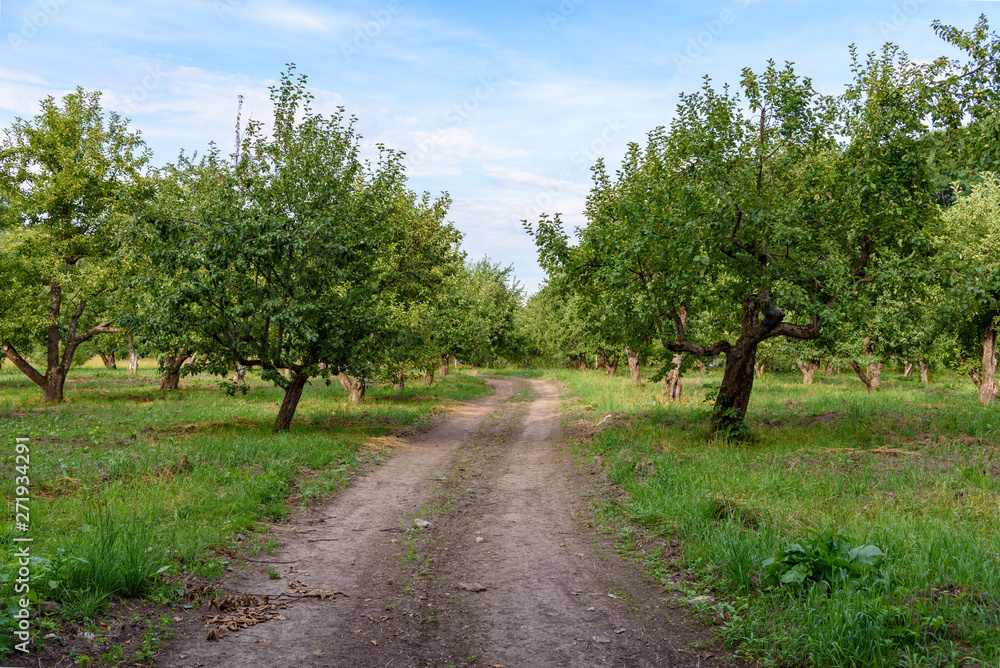 Footpath in the apple orchard Footpath in the apple orchard
