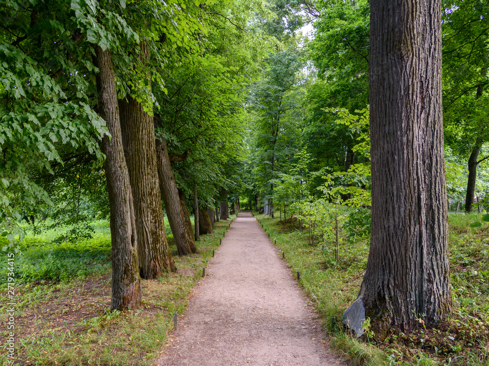 Fototapeta premium Forest trail in the country