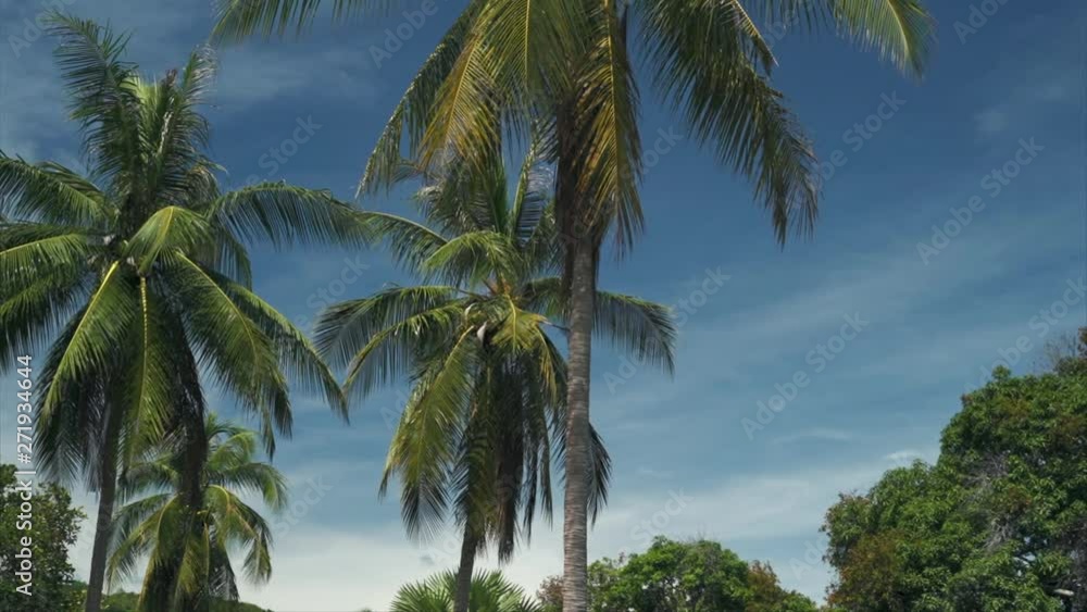 Nature Background of palm trees with coconuts and blue sky Exotic Tropical landscape Nature Background of palm trees with coconuts and blue sky Exotic Tropical landscape