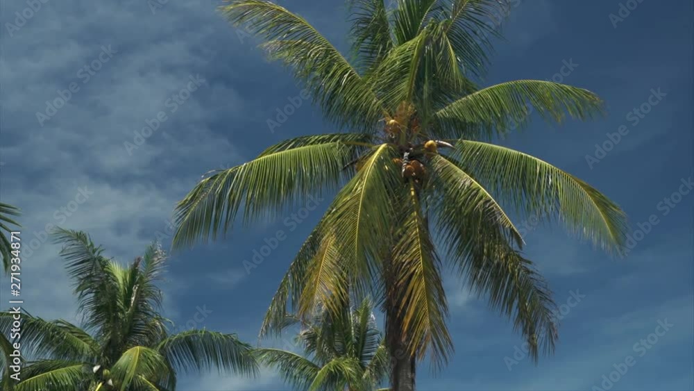 Close up palm trees leaves and coconuts sunny day with blue sky Tropical background Exotic view Close up palm trees leaves and coconuts sunny day with blue sky Tropical background Exotic view