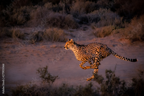 Vászonkép cheetah running down the road at dusk