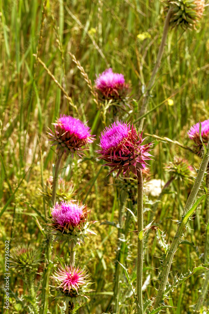 Beautiful flower of purple thistle. Pink flowers of burdock. Burdock thorny flower close-up. Flowering thistle or milk thistle. Herbaceous plants Beautiful flower of purple thistle. Pink flowers of burdock. Burdock thorny flower close-up. Flowering thistle or milk thistle. Herbaceous plants