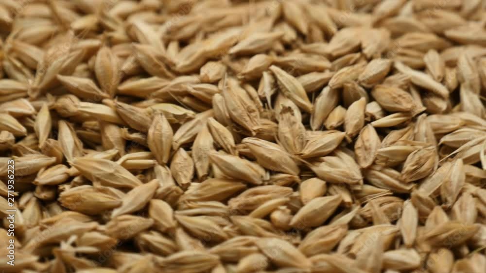 Barley grains Barley grains