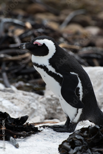 African penguin at Betty's Bay, South Africa