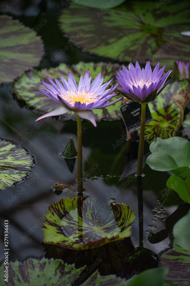 Beautiful blue and yellow water lily and lily pads Beautiful blue and yellow water lily and lily pads