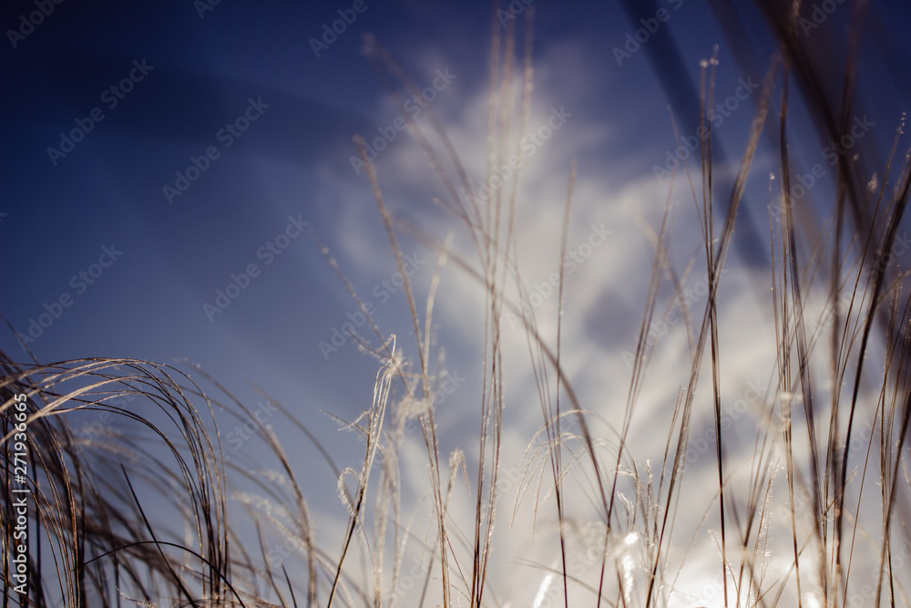 grass and blue sky grass and blue sky