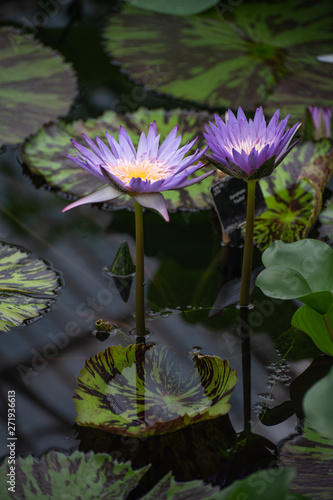 Beautiful blue and yellow water lily and lily pads