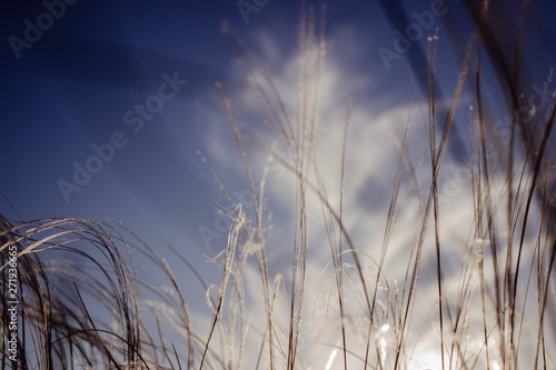 grass and blue sky © Shubina