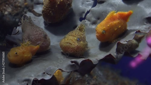Balloon lumpfish