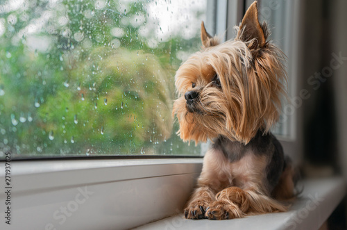 The dog looks out the window, the rain outside the window, the Yorkshire terrier photo